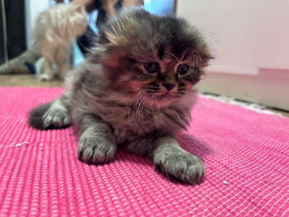 Scottish Highland fold