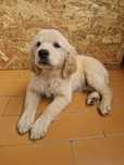 Golden Retriever com LOP
