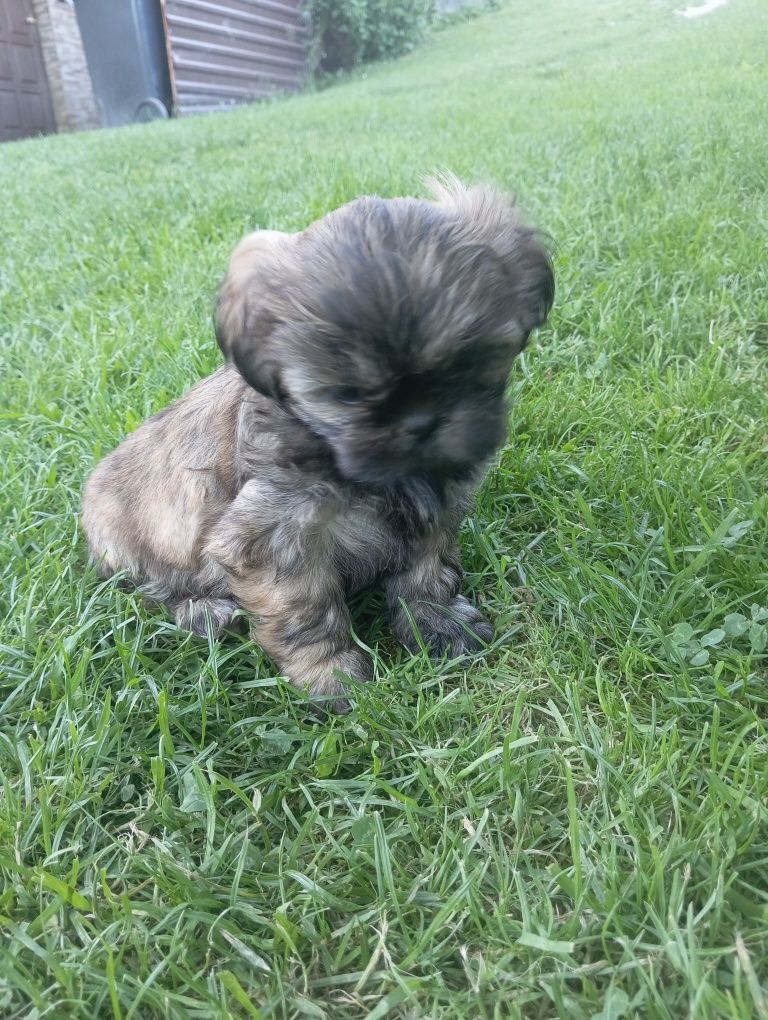 Piękna suczka shih tzu