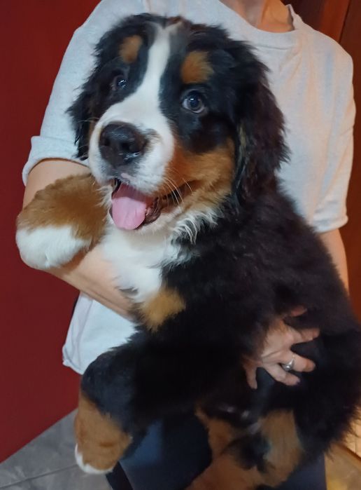 Berneński Pies Pasterski ZHPR UCI FCI