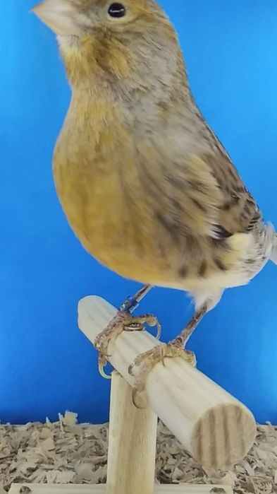 Kanarki samice   z 2023r