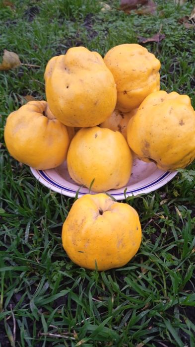 Айва, на варення, компоти.