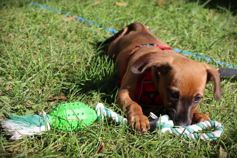 Wenus nadal szuka domku