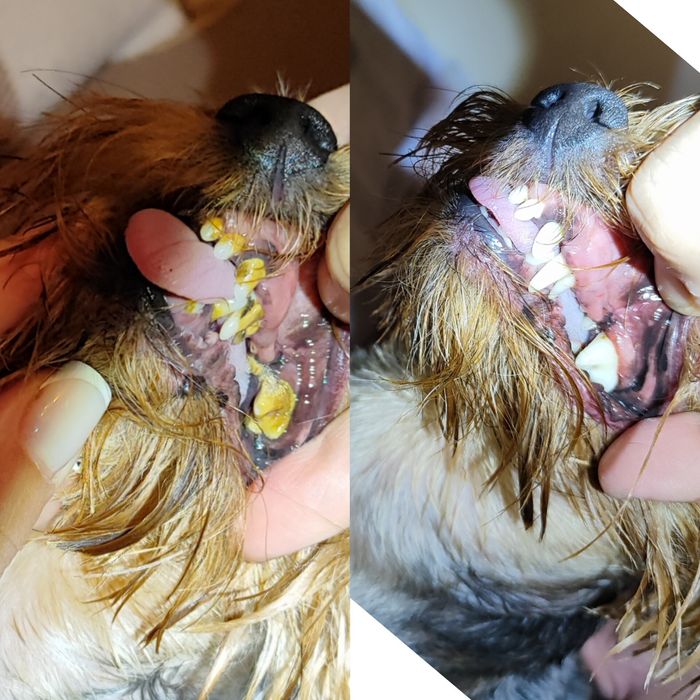 Ультразвуковая чистка зубов 650грн