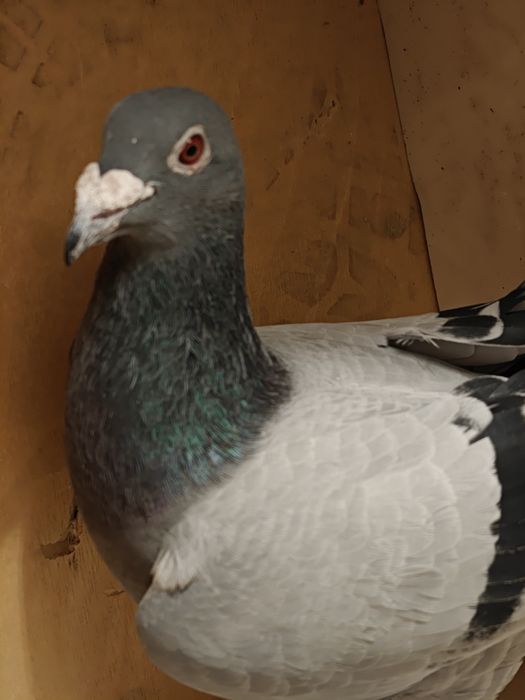 Gołębie pocztowe - Bosy Cieśla / Klaas-Kruger