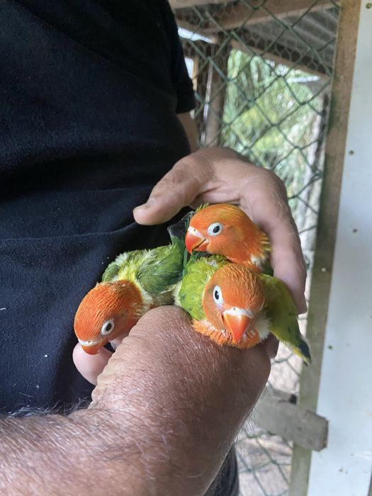 Agapornis fisheri opalinos