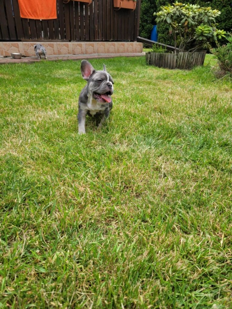 Buldog Francuski