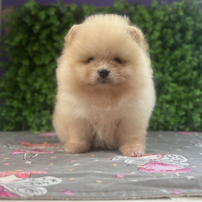 лялькова дівчинка тип ведмедика.