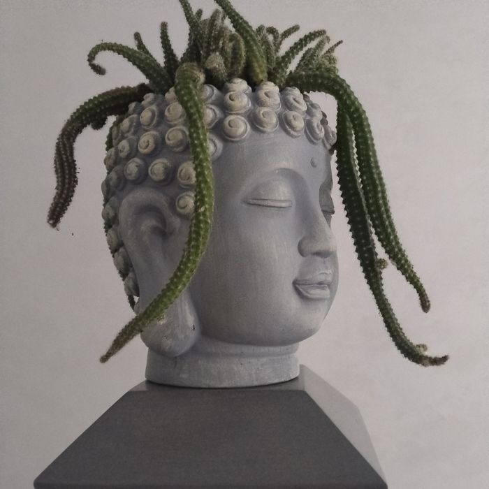 Продам.  кактус .