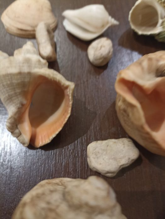 Продам ракушки для аквариума