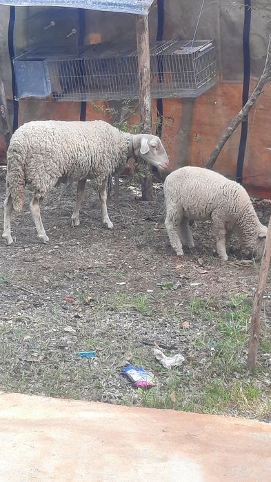 Borrego machos dois meses