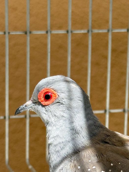 Casais de Rolas diamante (Ancestrais)