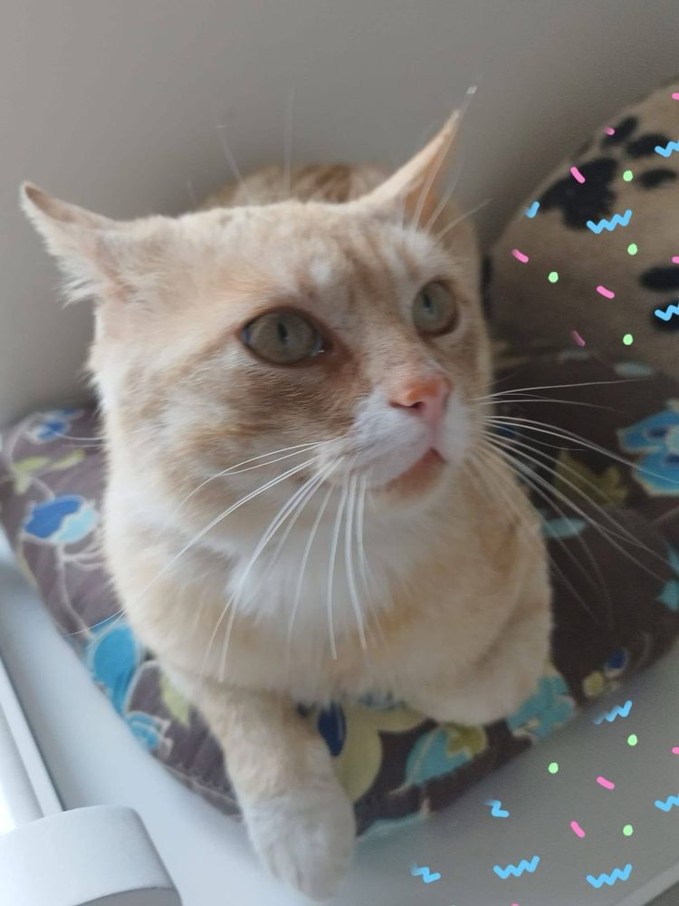 Kotek Karmelek do adopcji