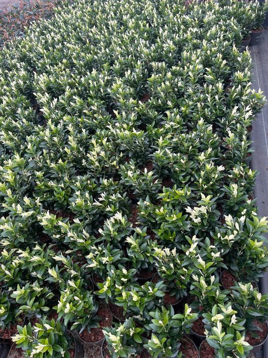 Trzmielina Paloma Blanca Białe Przyrosty 25-30 cm Cena 28 zł