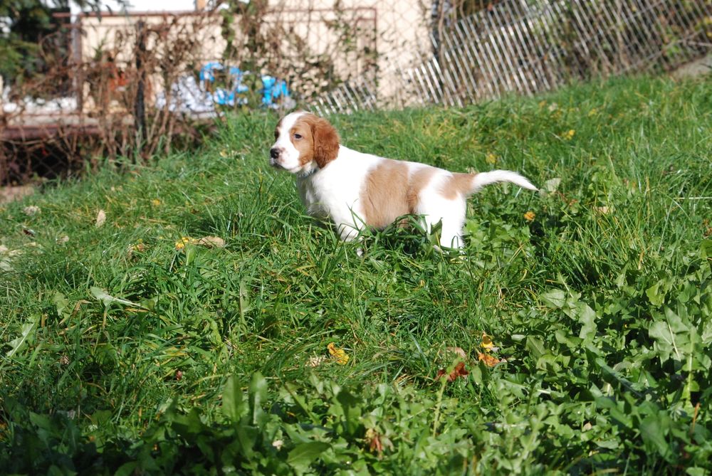 Seter irlandzki czerwono-biały - szczenię samiec gotowy do odbioru