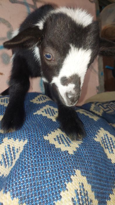 Vendo cabra mais 2 filhos lindíssimos