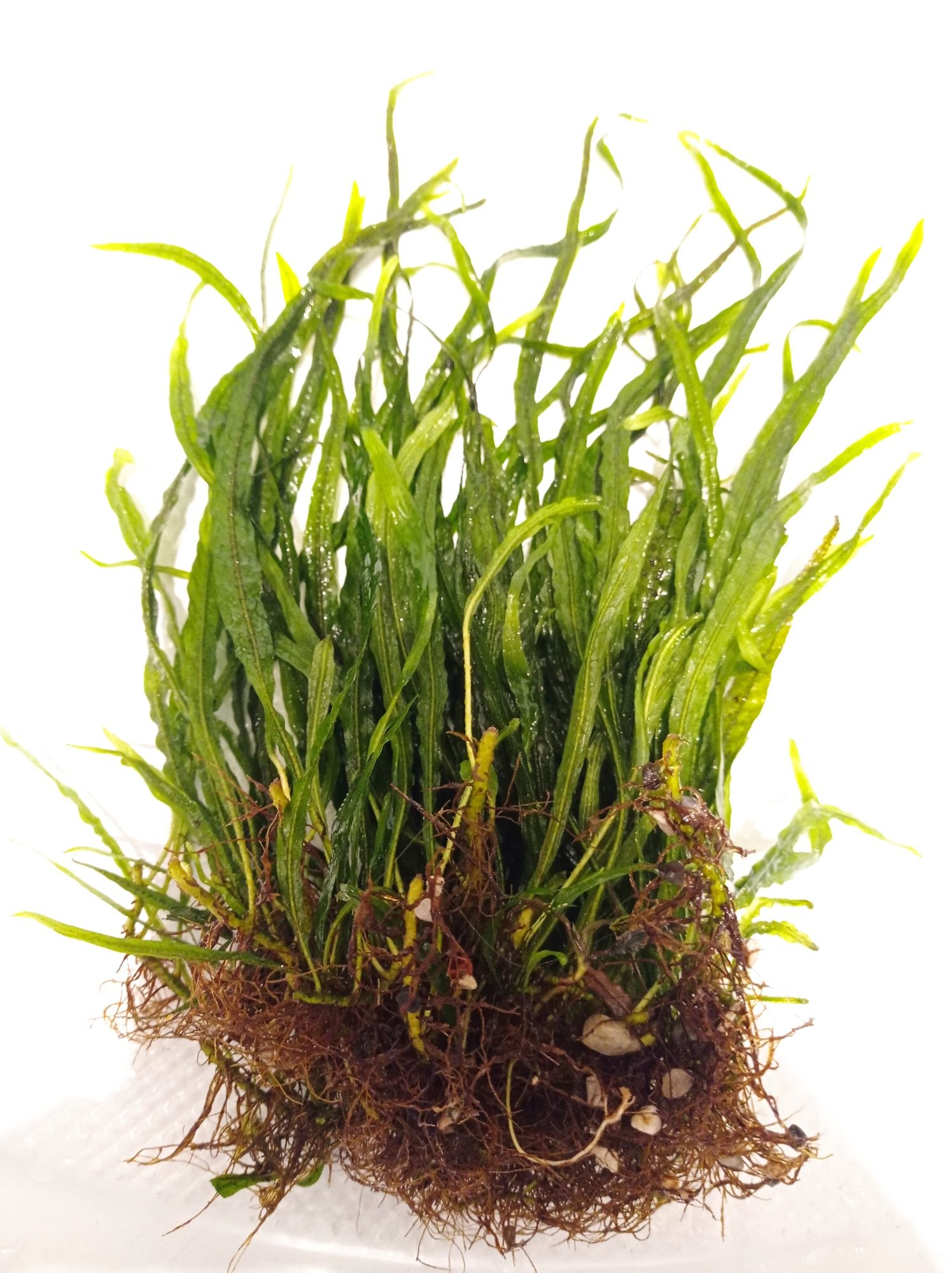 Microsorium pteropus narrow, roślina do akwarium lub paludarium.