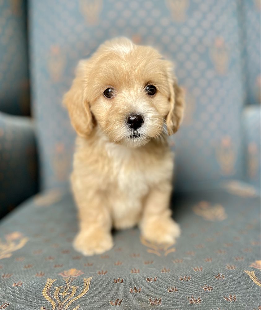 Maltipoo f1- dziewczynka