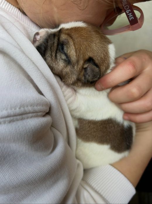 Jack russel com pedigree