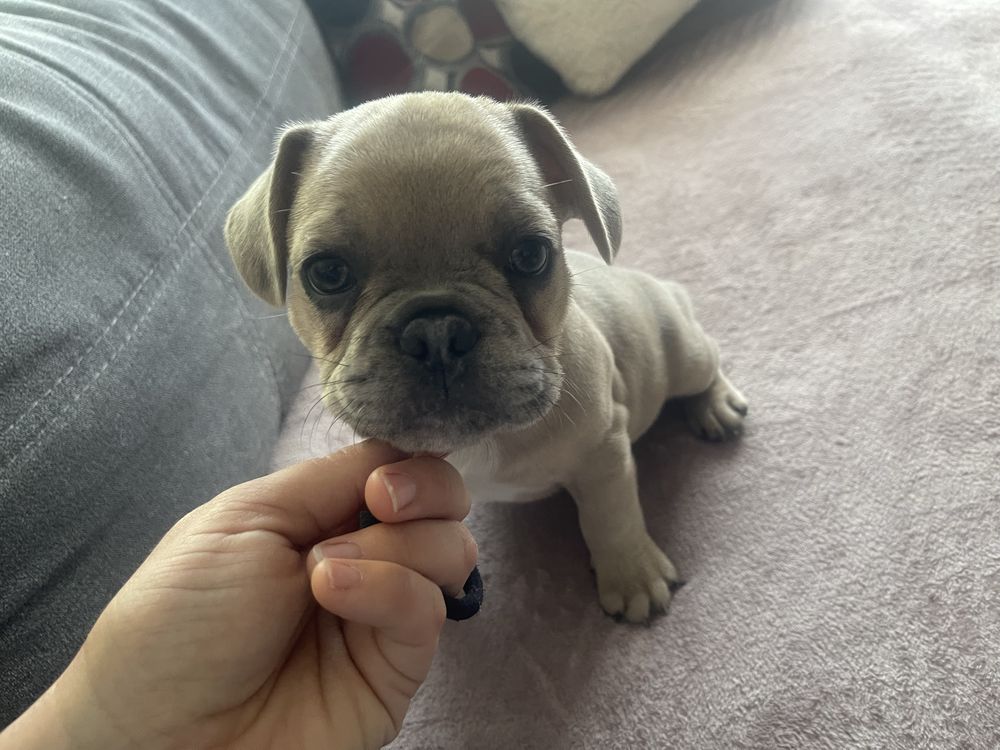 Buldog Francuski