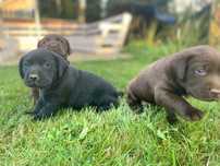 Szczenięta labrador retriever