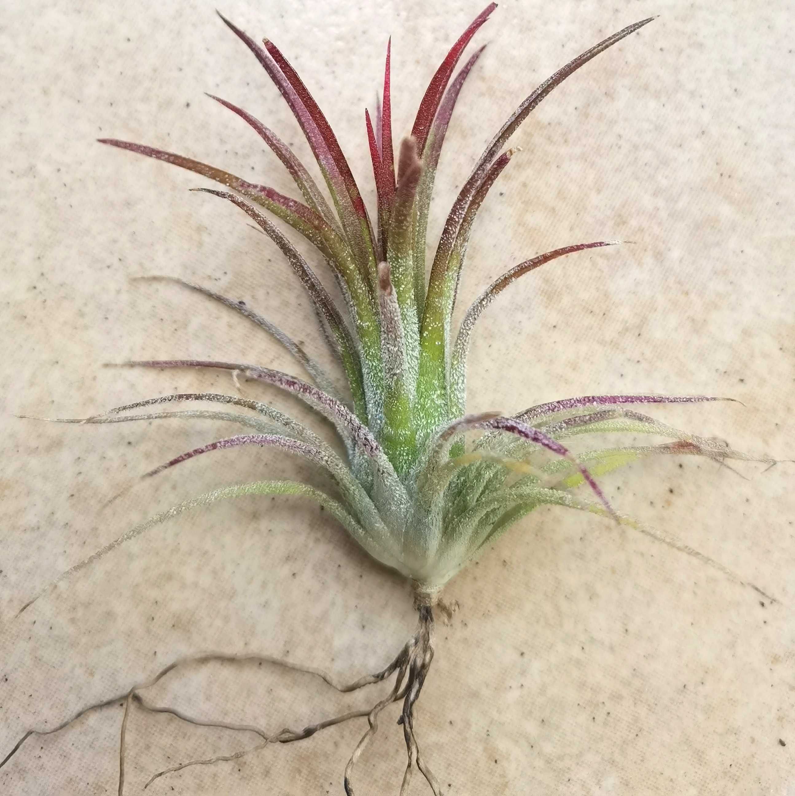 Tillandsia Ionantha var fuego 5 cm com suporte de madeira