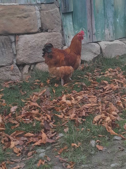 Mlode kogutki zmienia kurnik