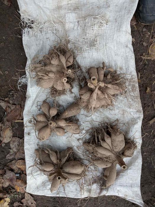 Жоржини  георгины многолетние