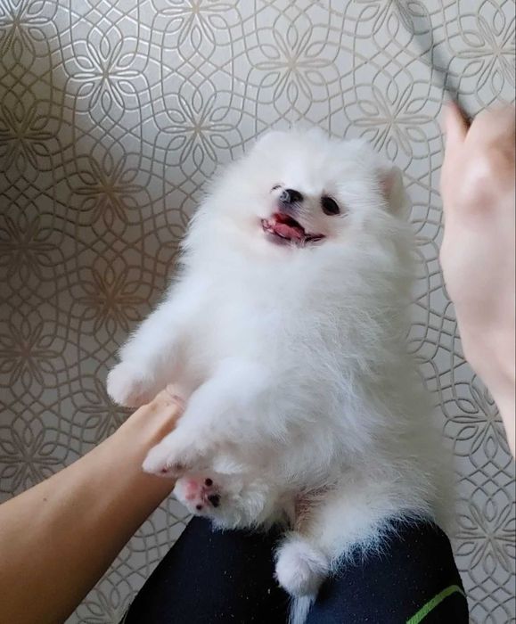 Сніжний пухнастик-хлопчик з невгамовною енергією та пранками