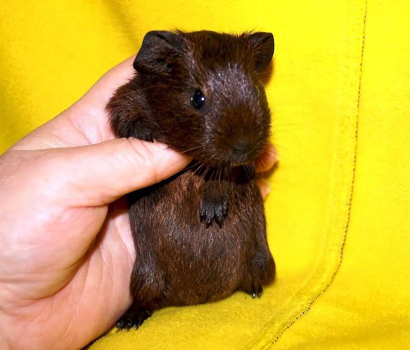 Роскошные морские свинки, гладкошерстные, эксклюзивного окраса
