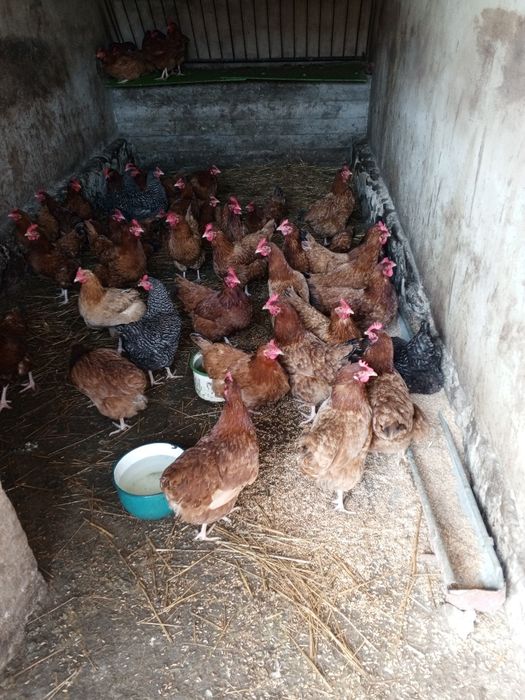 Pięknie kury nioski z wolnego wybiegu