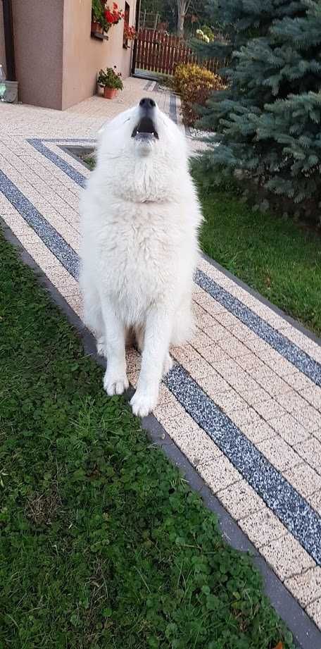 Szczeniak Samojed Samoyed rodzice FCI, GOTOWE DO ODBIORU