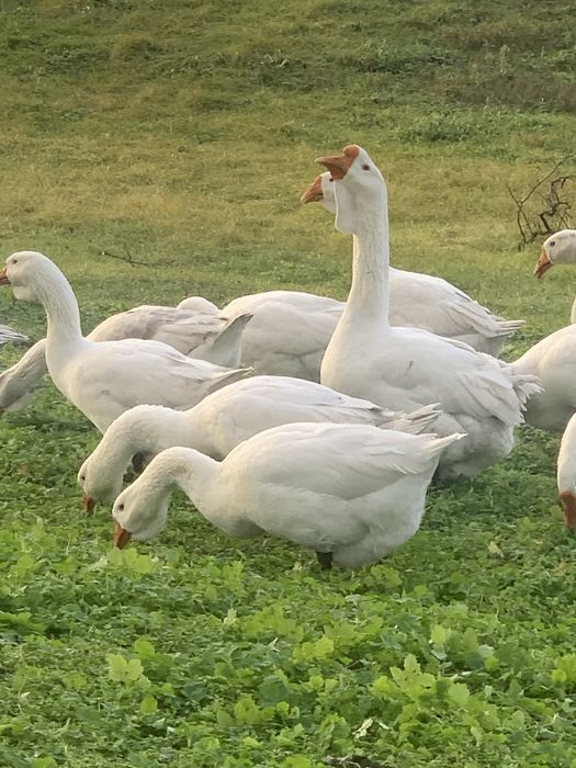 Продам молодих гусей холмогорів