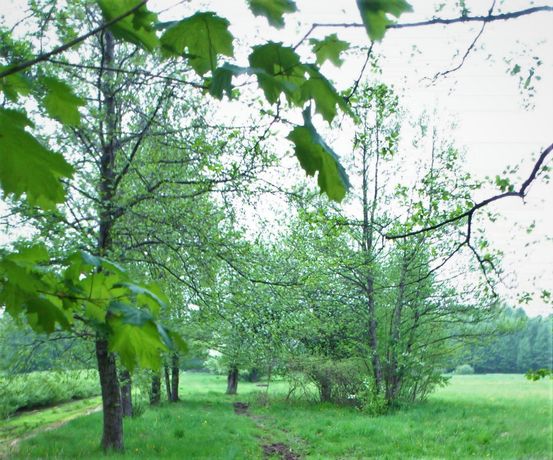 Działka rolno-budowlana 3 700m² w Tymoteuszewie k / Mińska Maz.