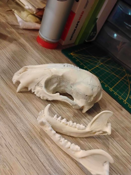 Powypadkowa (roadkill) czaszka szopa Wojtek