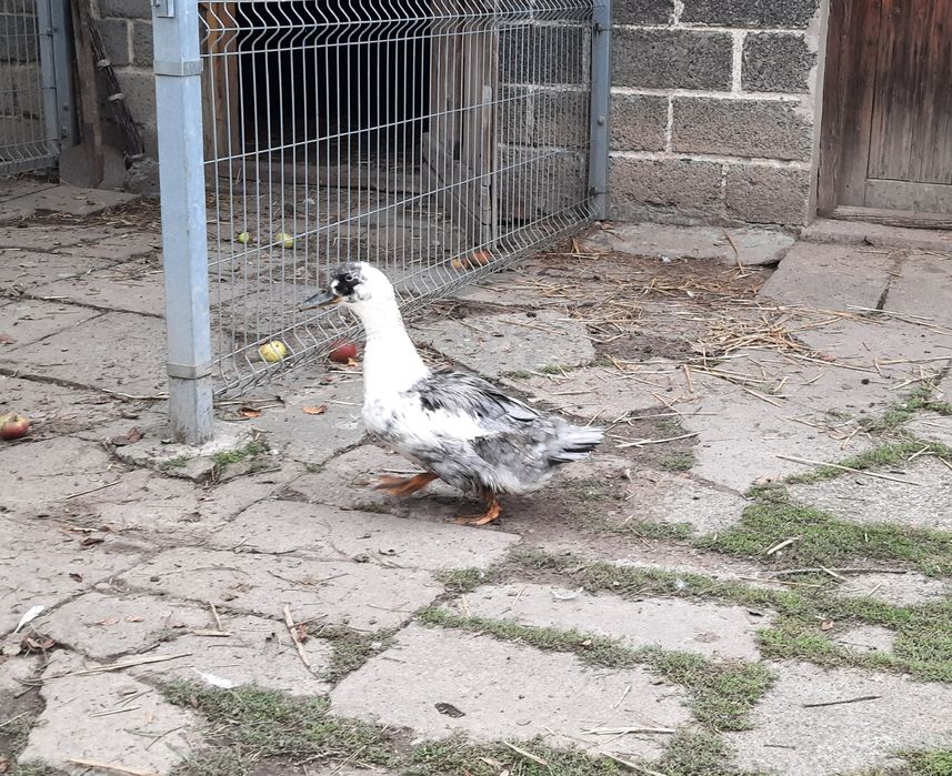Kaczka dworka dworki mix szara łaciata