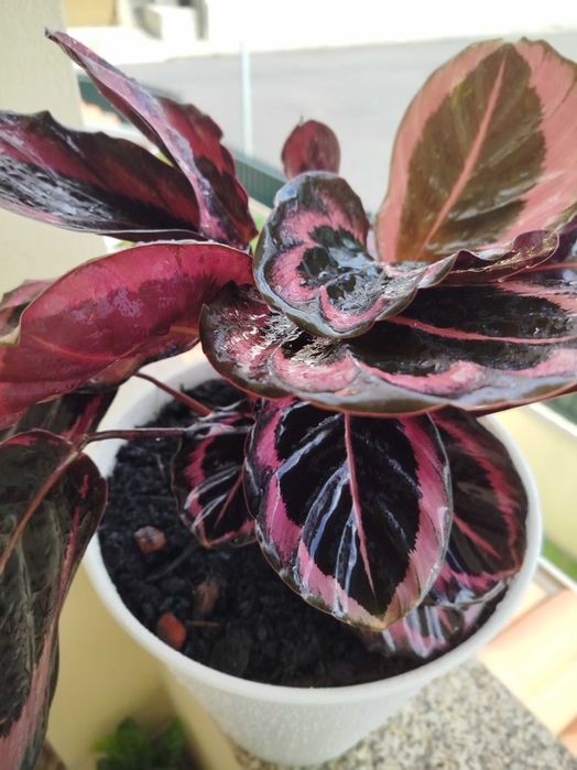 Planta Calathea em vasp