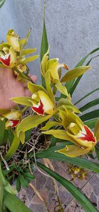 Vendo vaso com orquídeas com vários bolbos. Bolbos de cores diferentes