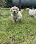 Golden Retriever  suczka po Championie .
