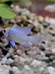 Ramireza  electric  blue  5cm