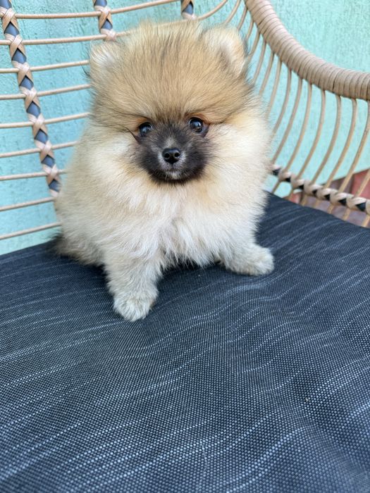 Śliczny Szpic miniaturowy Suczka sable BOO