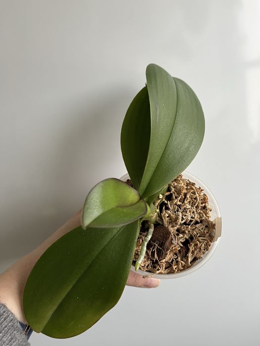 Фаленопсис Star Buster