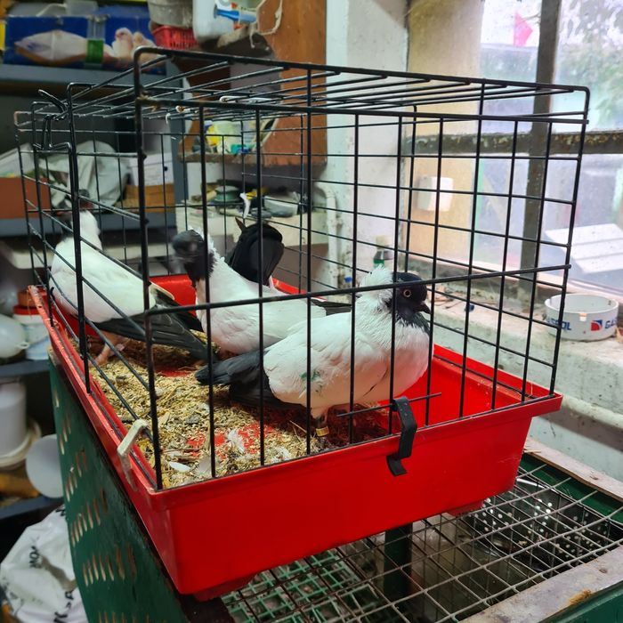 Sprzedam gołębie zakonniki