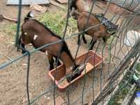 Cabras anas jovens