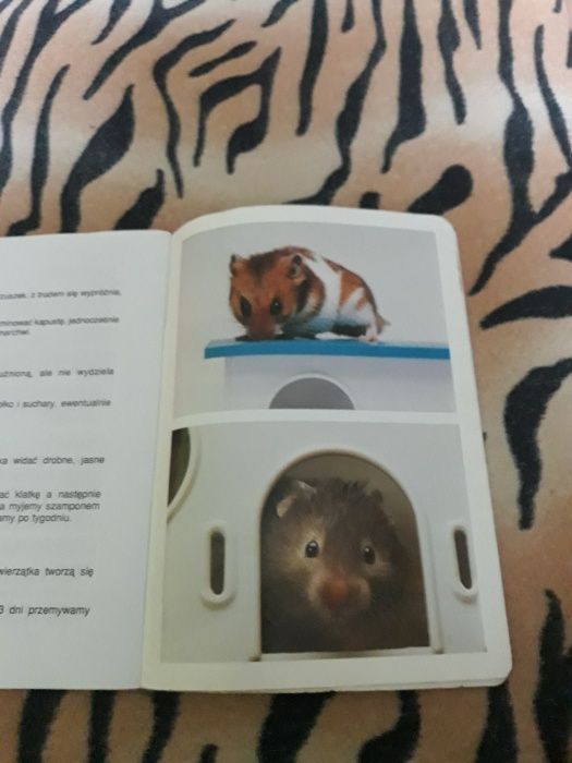 Książka o chomikach , chomik