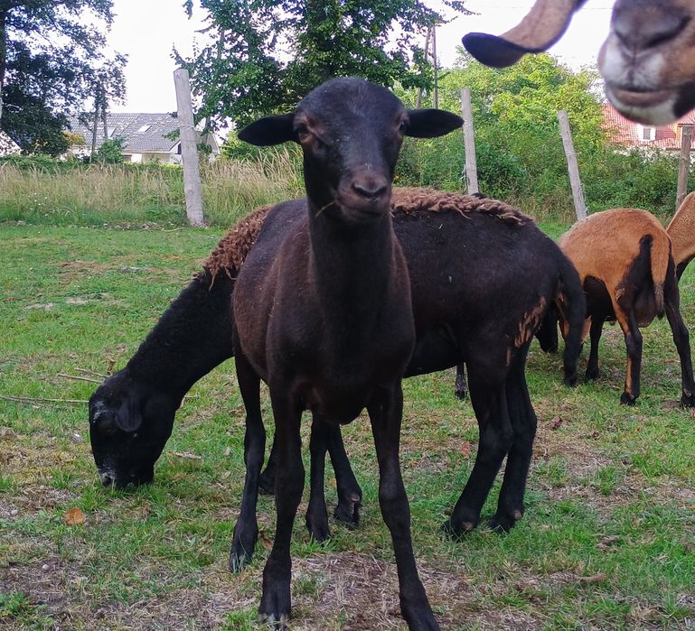 Owce, młode barany mix, Barbados, Dorper