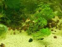 Caracóis aquario
