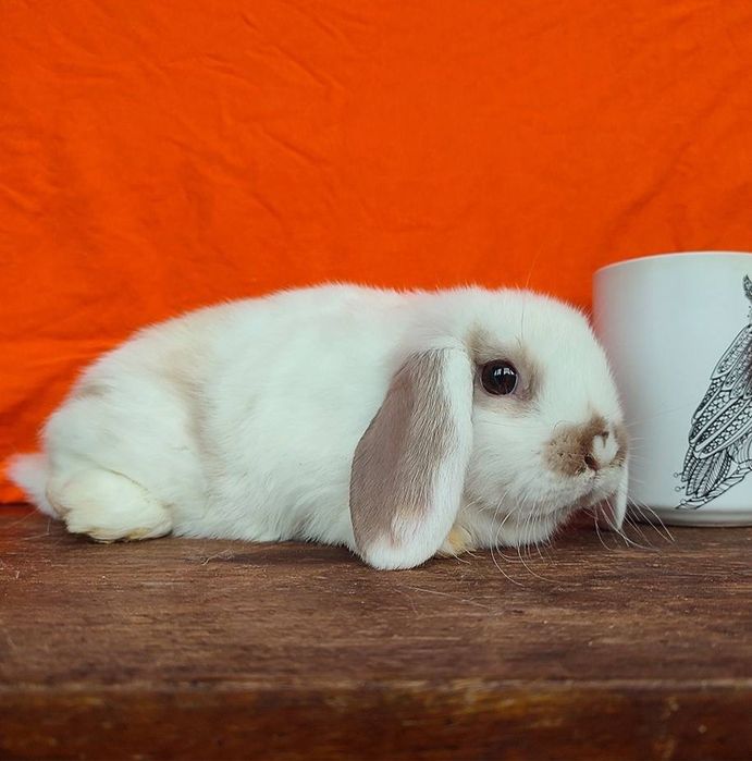 В Києві! Декоративний кролик, плямистий, висловухий, розплідник