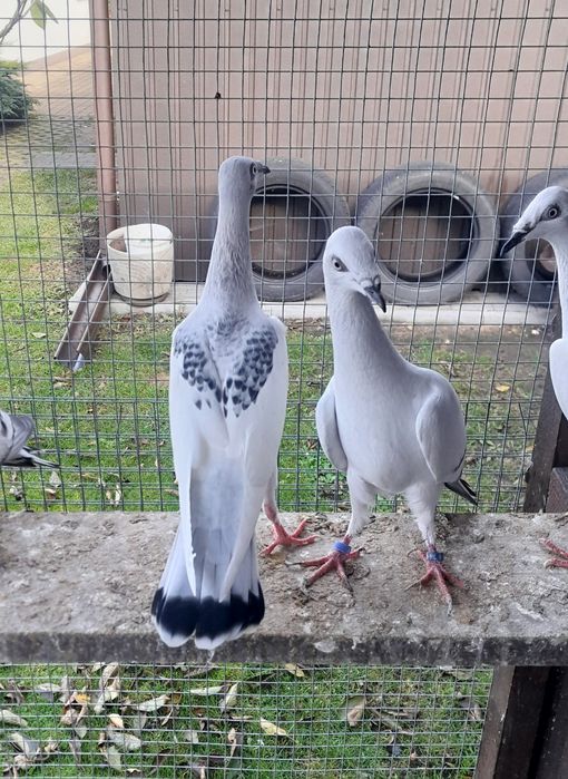 Gołębie ozdobne srebrniaki sercowe serki