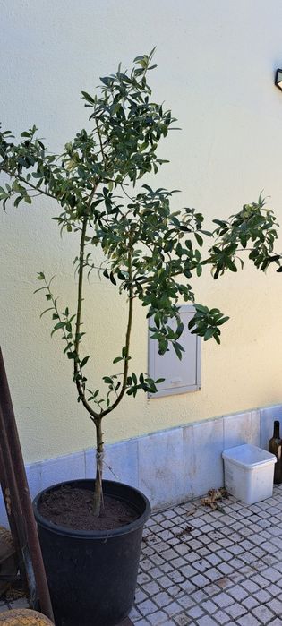 Oliveiras de jardim